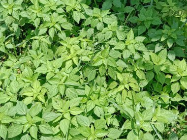 İzleyiciler için Çiftlikte Yeşil Yaprak Kapanışı