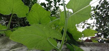 İzleyiciler için Çiftlikte Yeşil Yaprak Kapanışı