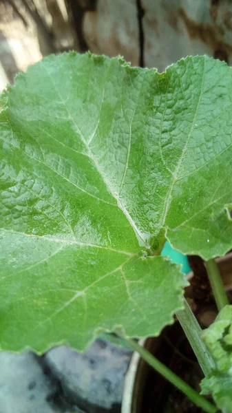Green Leaf Nahaufnahme Auf Dem Bauernhof Für Den Betrachter — Stockfoto
