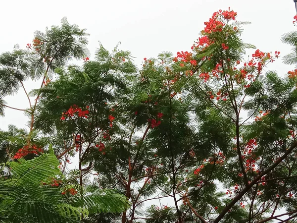 Green Leaf Κλείσιμο Στη Φάρμα Για Προβολή — Φωτογραφία Αρχείου