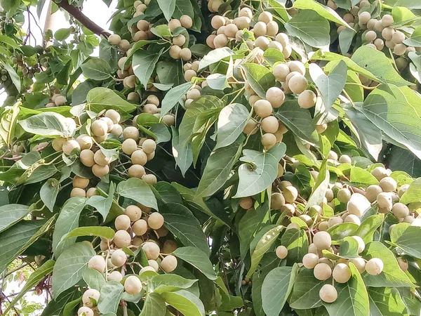 Green Leaf Κλείσιμο Στη Φάρμα Για Προβολή — Φωτογραφία Αρχείου