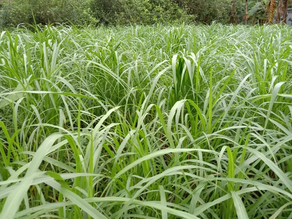 Green Colored Grass Closeup on Field For Animal