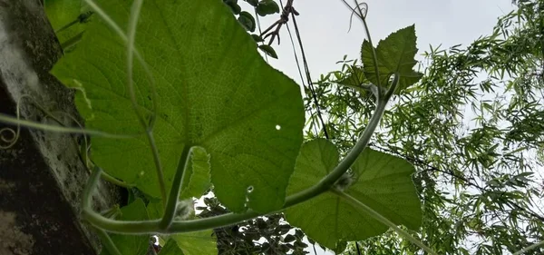 Green Leaf Closeup Farm Viewer — Stock Photo, Image