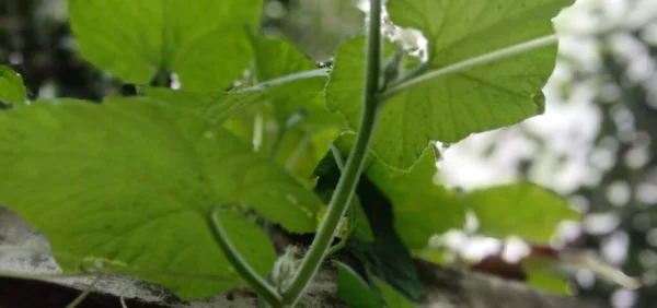 Green Leaf Closeup Farm Viewer — Stock fotografie