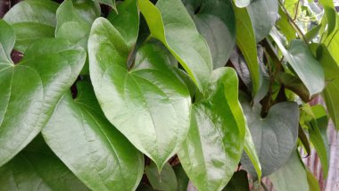 İzleyiciler için Çiftlikte Yeşil Yaprak Kapanışı