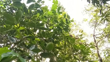 İzleyiciler için Çiftlikte Yeşil Yaprak Kapanışı