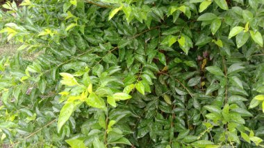 İzleyiciler için Çiftlikte Yeşil Yaprak Kapanışı