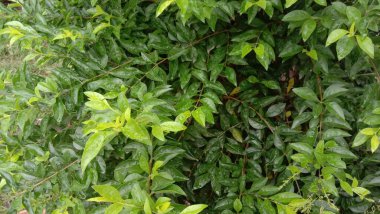 İzleyiciler için Çiftlikte Yeşil Yaprak Kapanışı