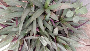 İzleyiciler için Çiftlikte Yeşil Yaprak Kapanışı