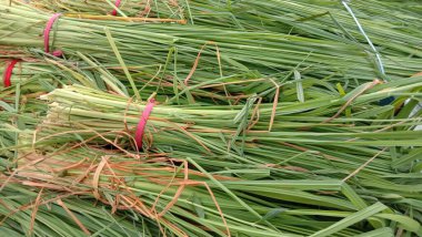 Yeşil Çimenler Hayvan İçin Saha Kapanışı