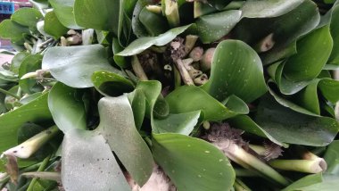 İzleyiciler için Çiftlikte Yeşil Yaprak Kapanışı