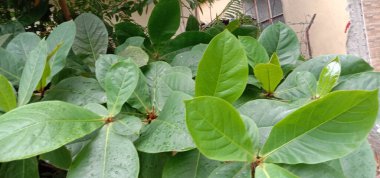 İzleyiciler için Çiftlikte Yeşil Yaprak Kapanışı