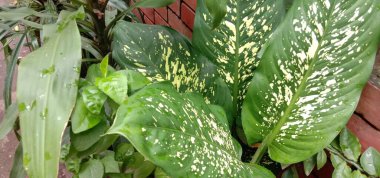 İzleyiciler için Çiftlikte Yeşil Yaprak Kapanışı