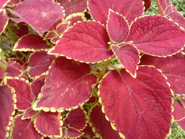 Tarlada İzleyici İçin Kırmızı Yaprak Kapanışı