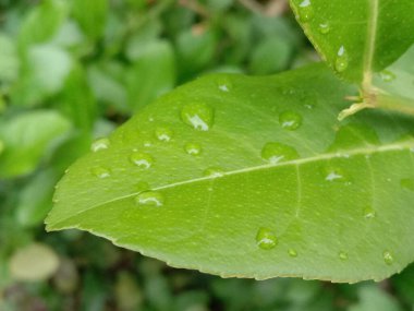 İzleyiciler için Çiftlikte Yeşil Yaprak Kapanışı