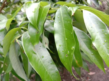 İzleyiciler için Çiftlikte Yeşil Yaprak Kapanışı