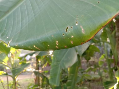 İzleyiciler için Çiftlikte Yeşil Yaprak Kapanışı