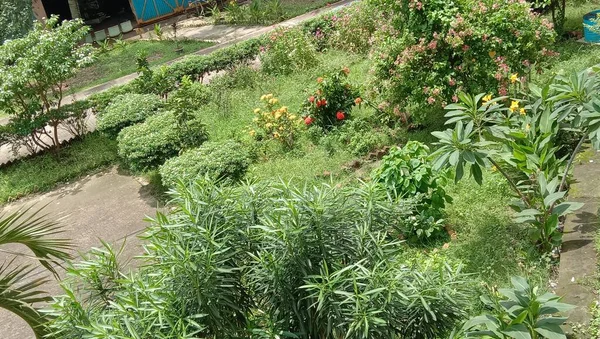 Primo Piano Foglia Verde Azienda Agricola Spettatore — Foto Stock