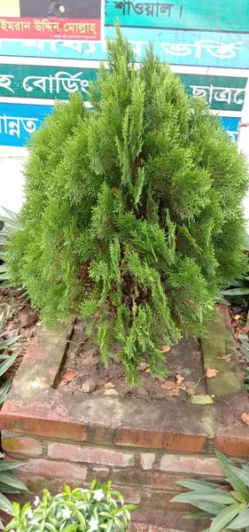 Primeros Planos Hoja Verde Granja Para Espectador — Foto de Stock