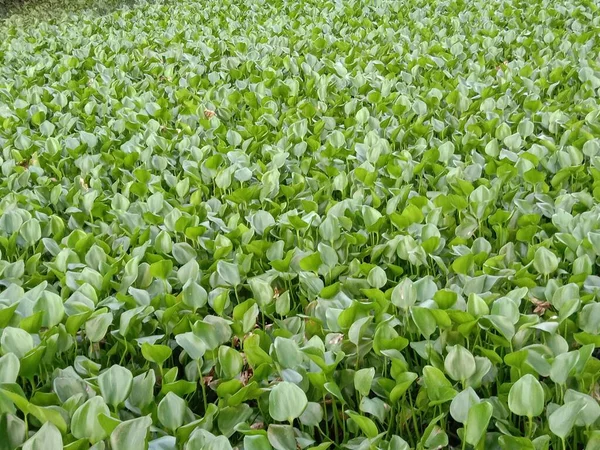 Daun Hijau Penutup Pada Pertanian Untuk Penampil — Stok Foto