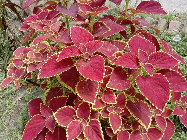 Red Leaf Closeup On Farm For Viewer