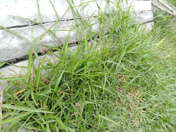 Green Colored Grass Closeup Field Animal — Stok Foto