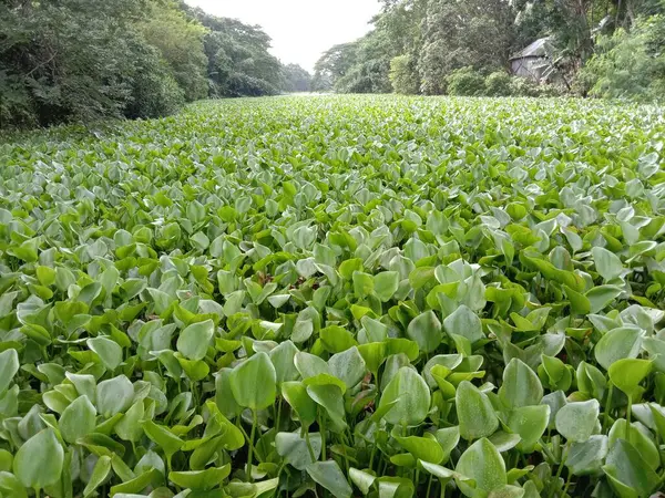 供观赏者使用的农场绿叶布景 — 图库照片