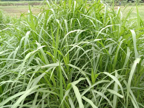 Primeros Planos Hierba Color Verde Campo Para Animales — Foto de Stock