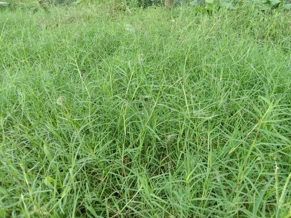 Grün Gefärbtes Gras Coloseup Mit Der Natur — Stockfoto