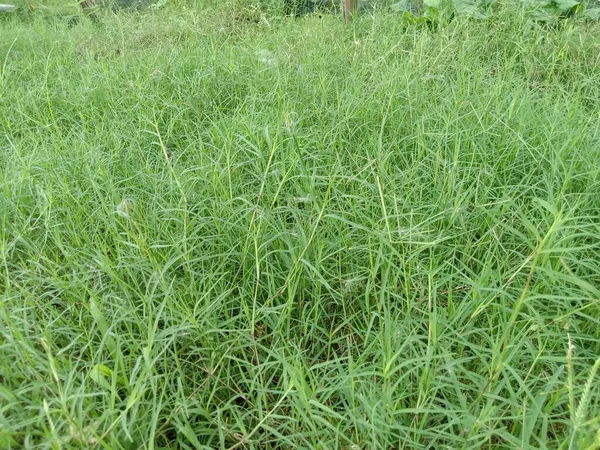 Green Colored Grass Coloseup Nature — Stock Photo, Image