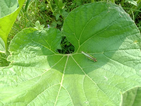 Green Leaf Nahaufnahme Auf Dem Bauernhof Für Den Betrachter — Stockfoto