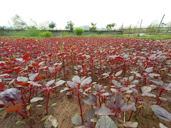 供观赏者使用的农场红叶布景 — 图库照片