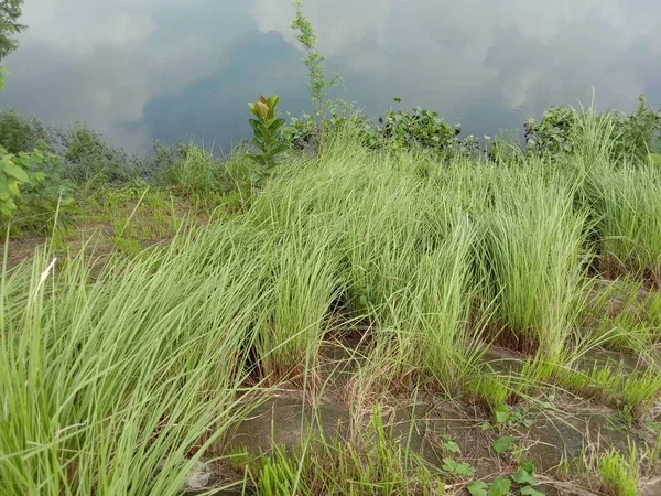 green colored grass coloseup with lake