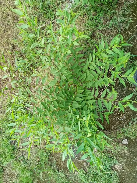 green colored grass coloseup with nature