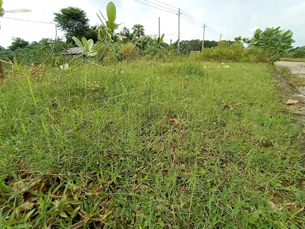 green colored grass coloseup with sky