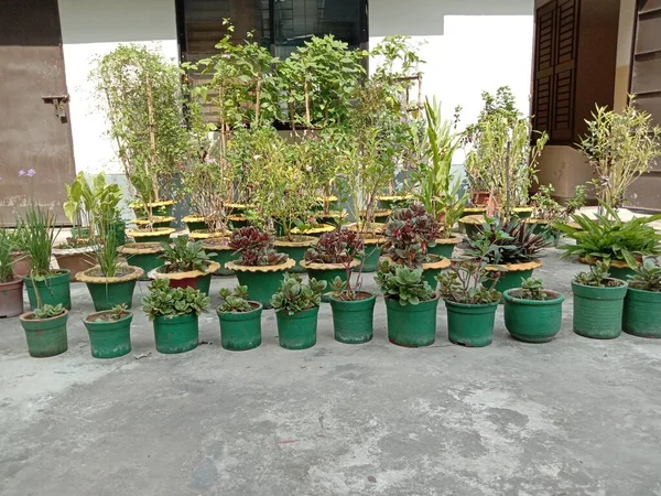 Plantación Árboles Flores Con Maceta Jardín —  Fotos de Stock
