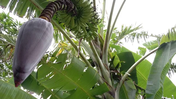 Savoureux Sain Bouquet Bananes Crues Avec Plantain Flower Sur Jardin — Photo