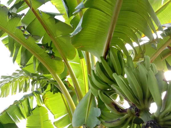 Savoureux Sain Bouquet Bananes Crues Sur Jardin — Photo