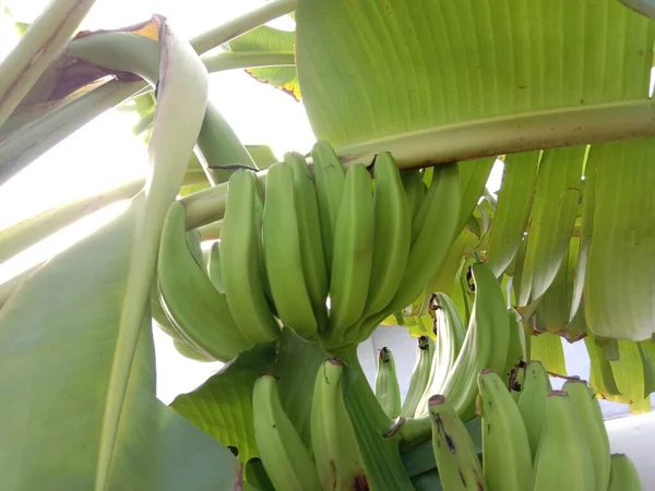 美味而健康的生香蕉束在花园里 — 图库照片