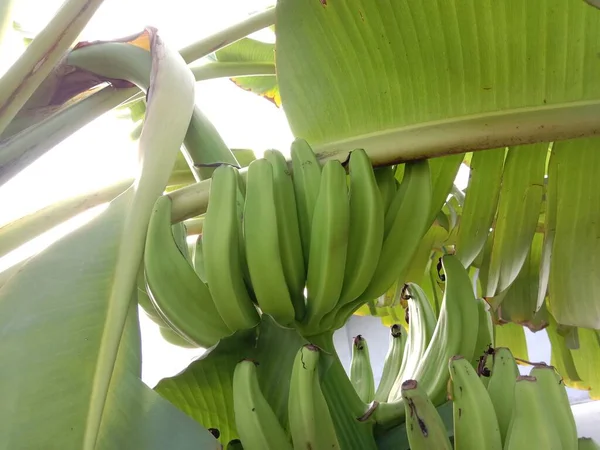 Νόστιμη Και Υγιεινή Ακατέργαστη Δέσμη Μπανάνας Στον Κήπο — Φωτογραφία Αρχείου