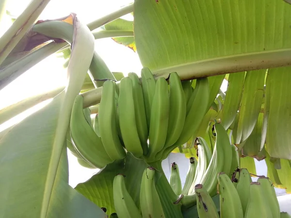 Savoureux Sain Bouquet Bananes Crues Sur Jardin — Photo