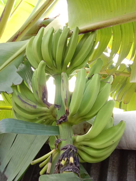 Savoureux Sain Bouquet Bananes Crues Sur Jardin — Photo