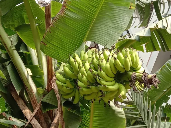 Molho Banana Cru Saboroso Saudável Jardim — Fotografia de Stock