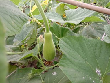 Çiftlikteki göl ve tarlada Şişe Kabağı Kapanışı