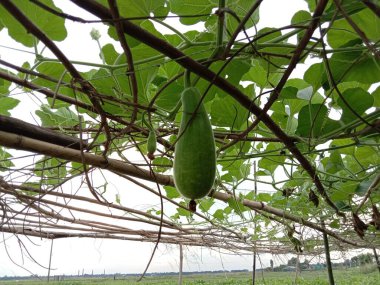 Çiftlikteki göl ve tarlada Şişe Kabağı Kapanışı
