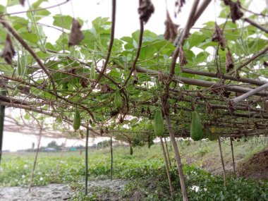 Göl ve tarladaki Şişe Kabağı Çiftliği