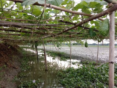 Göl ve tarladaki Şişe Kabağı Çiftliği