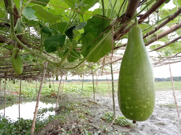 Bottle Gourd Closeup on Farm on lake and field