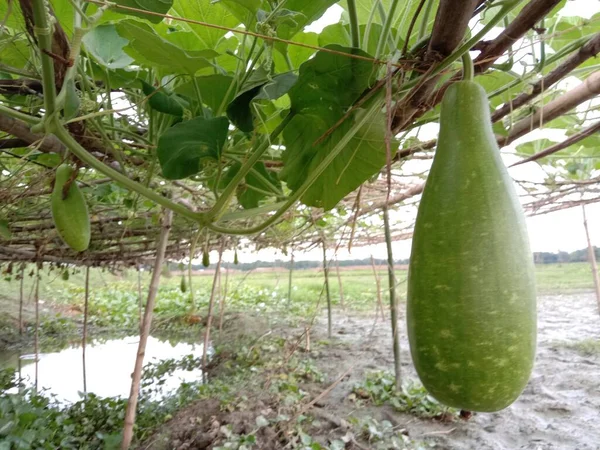Bottle Gourd Closeup on Farm on lake and field