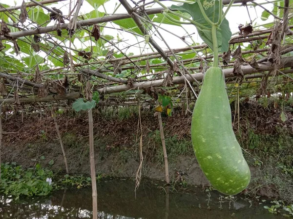 Calabaza Botella Primer Plano Granja Lago Campo — Foto de Stock